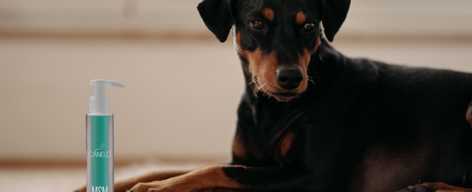 Deutscher Pinscher "Fly" mit dem CANELO MSM Gel