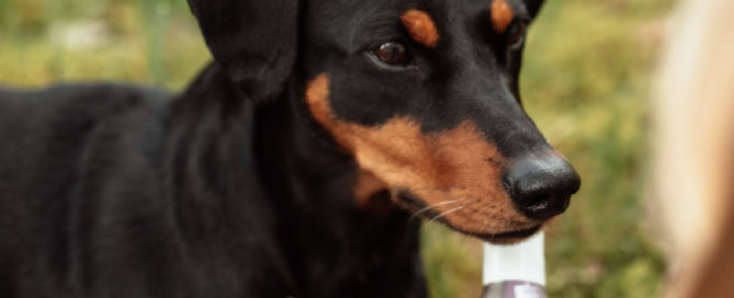 Fly Air mit CANELO Hundeshampoo