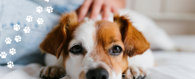 Hund bei der Hautpflege