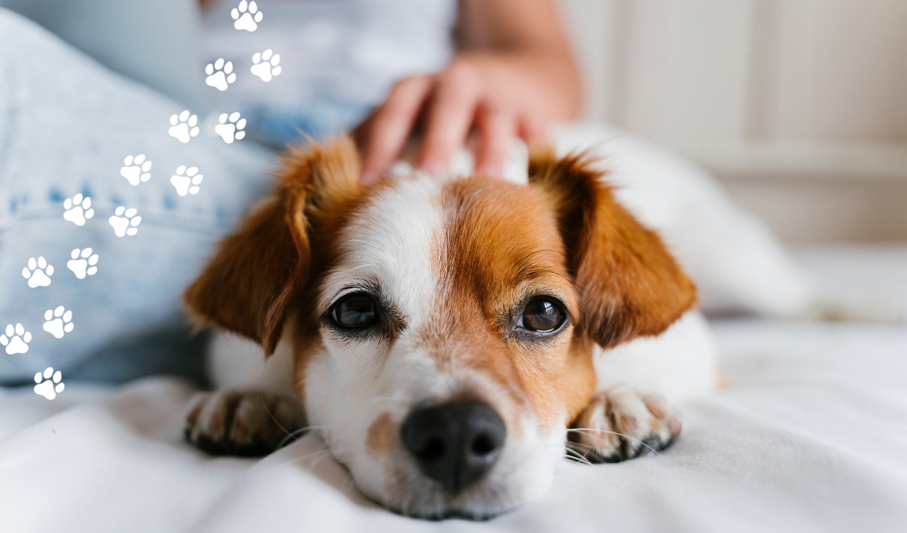 Hund bei der Hautpflege