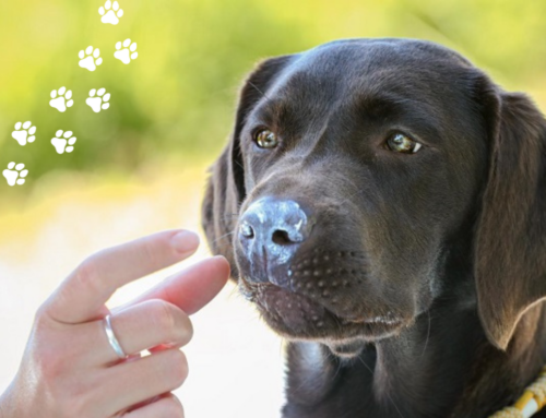 Sonnenbrand beim Hund – braucht mein Hund wirklich Sonnencreme?