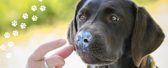 Labrador mit Hundesonnencreme auf der Nase