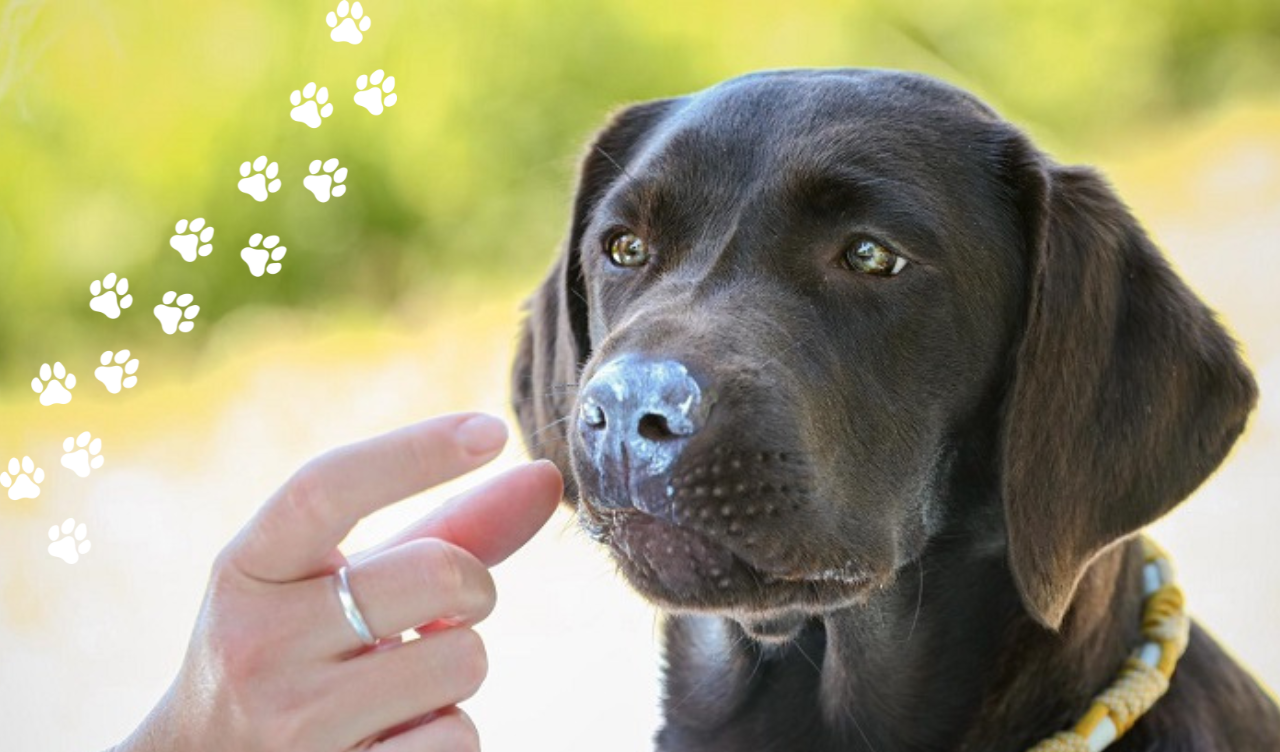 Labrador mit Hundesonnencreme auf der Nase