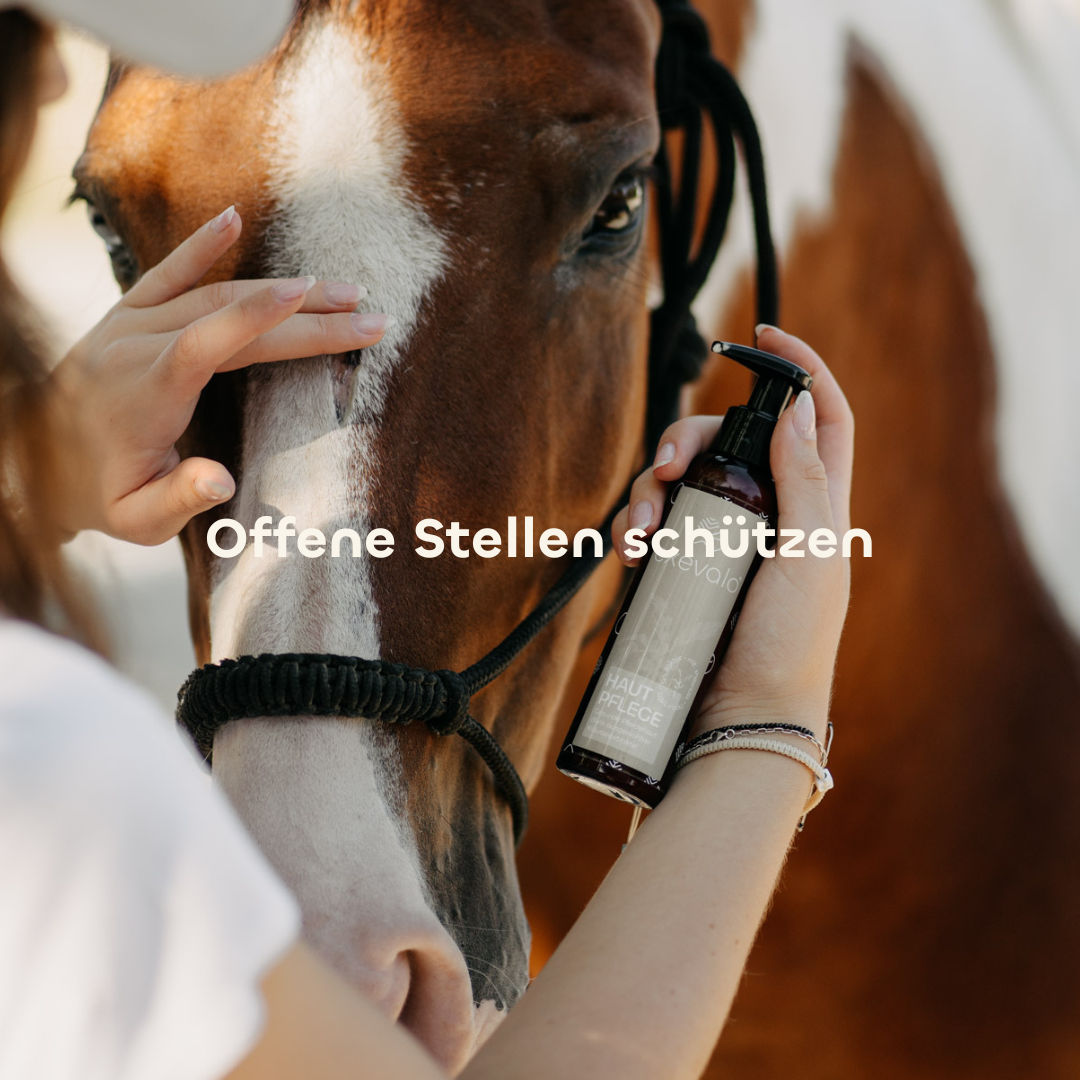 Offene Stellen schützen mit der CXEVALO Hautpflege für gereizte Pferdehaut
